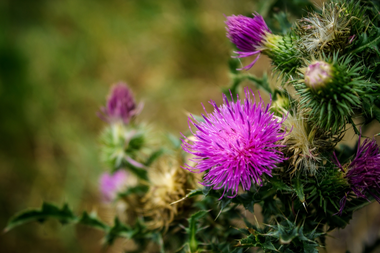野外清新草地绽放紫色花朵植物微距高清图片下载