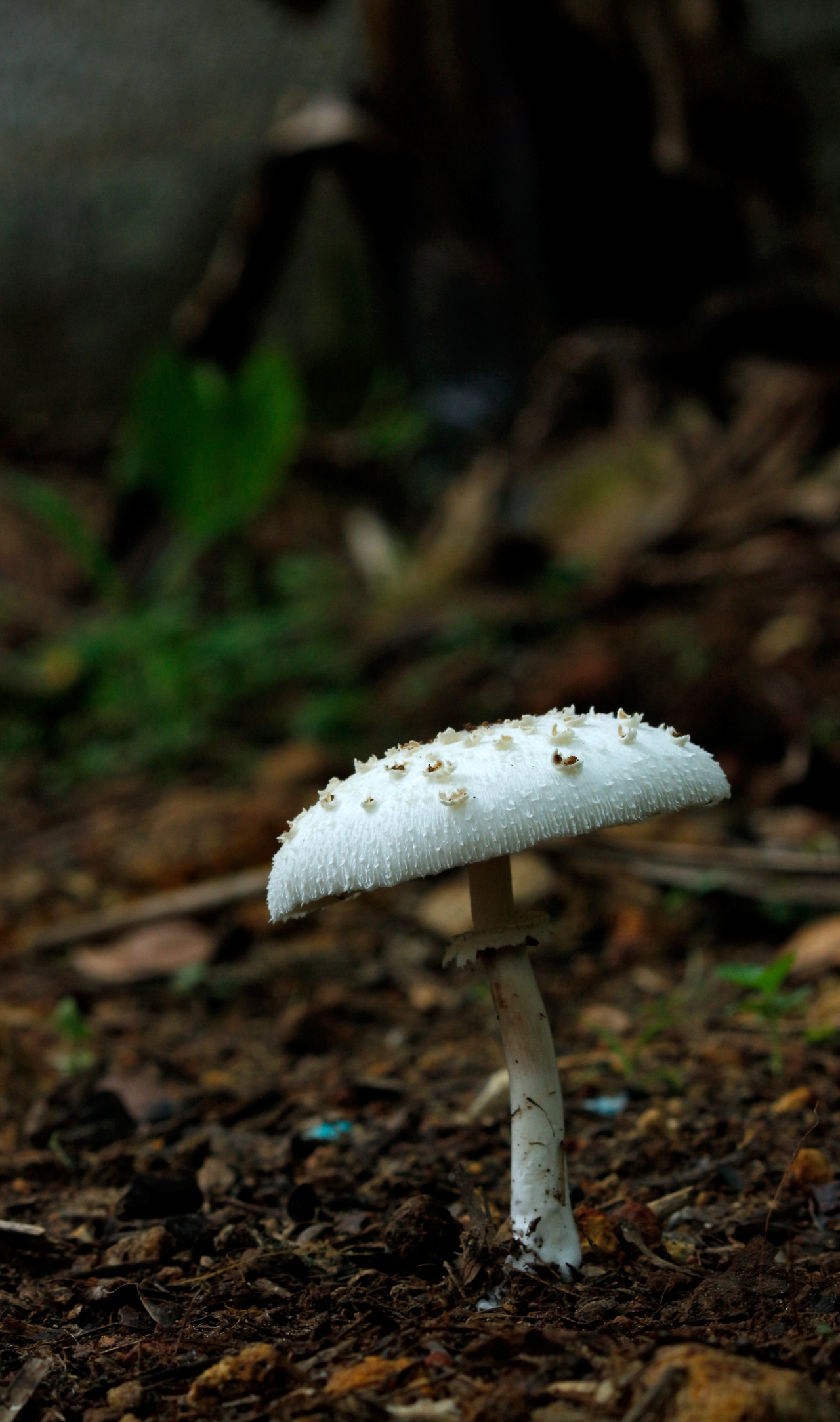 温暖湿润气候雨林草地生长白色菌菇高清图片下载
