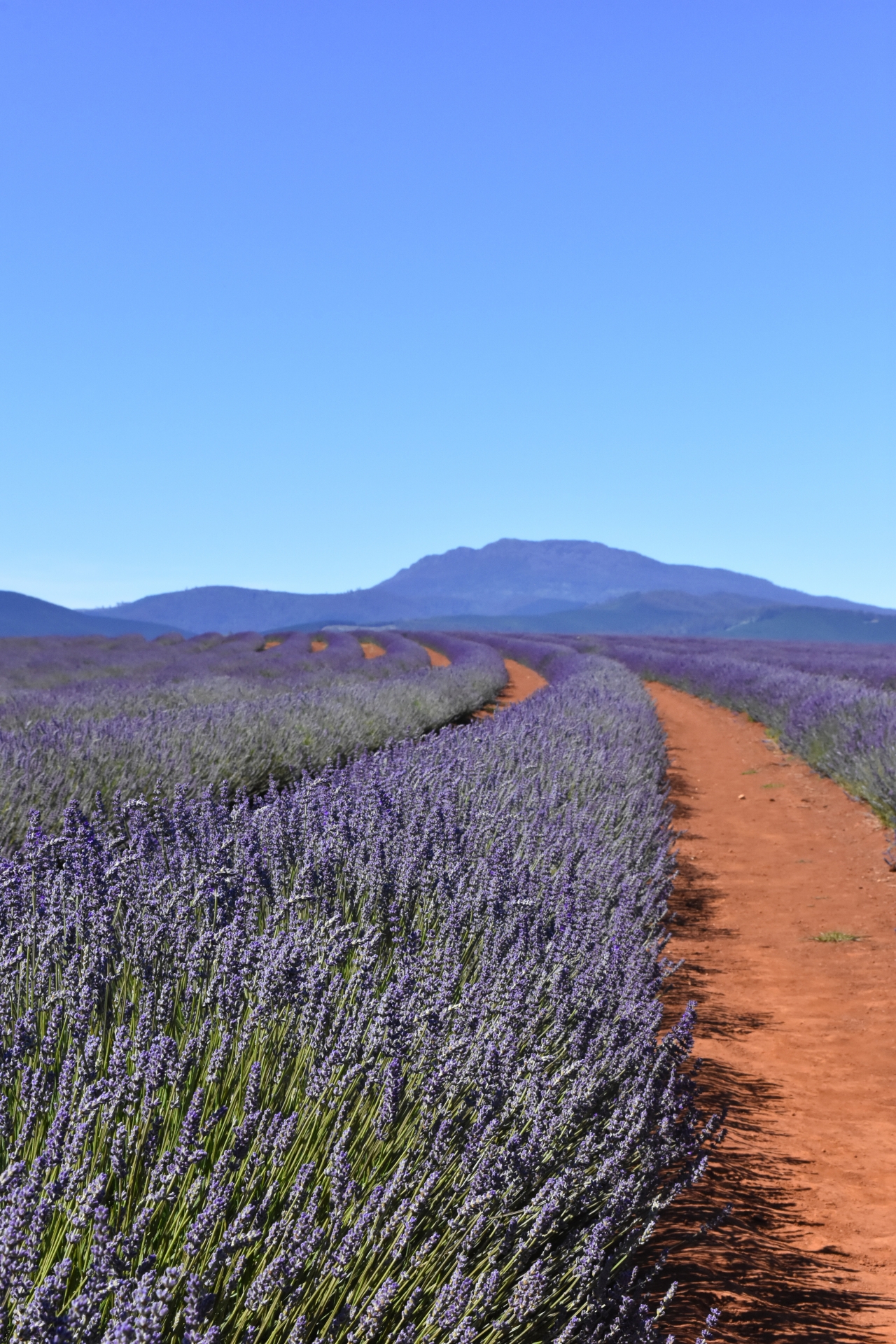 紫色薰衣草花园山坡下自然植物风光高清图片下载