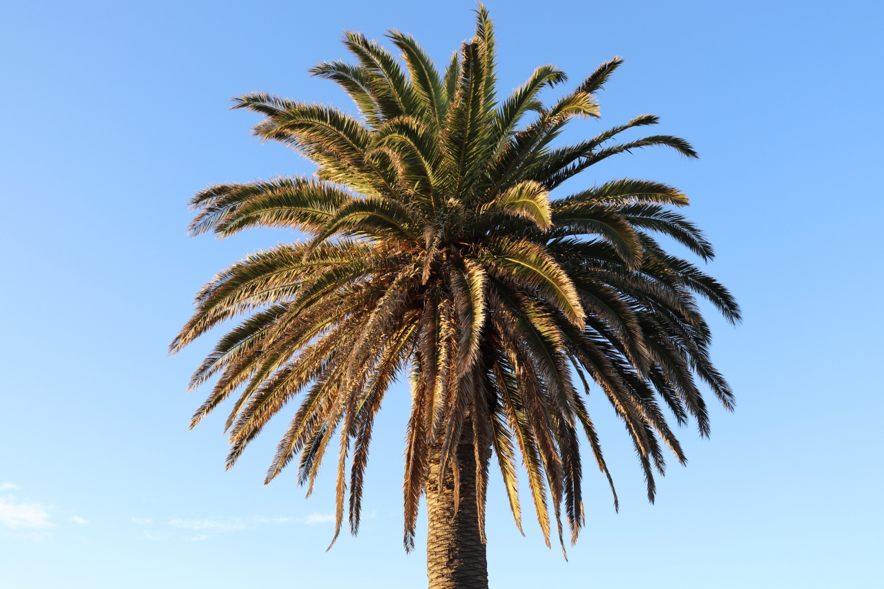 蓝色天空<span style='color:red;'>阳光</span>户外海边自然棕榈树高清图片下载