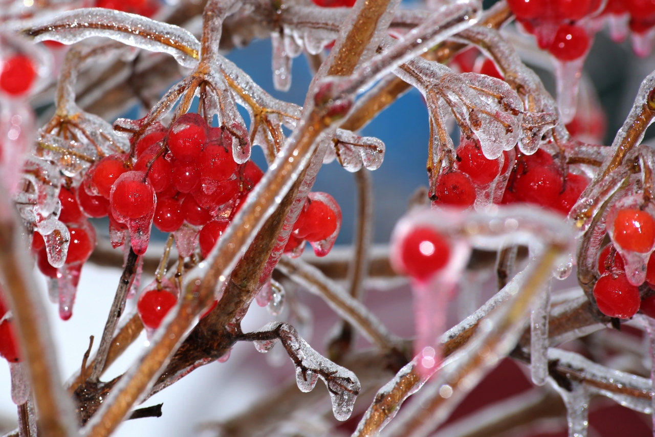 冬天户外结冰自然树木<span style='color:red;'>树枝</span>红色果实高清图片下载