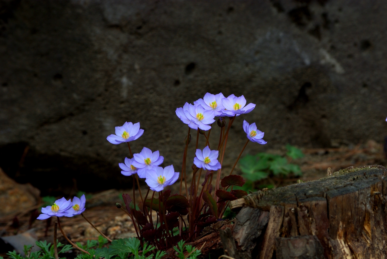 枯萎断木生长紫色清新花朵植物高清图片下载
