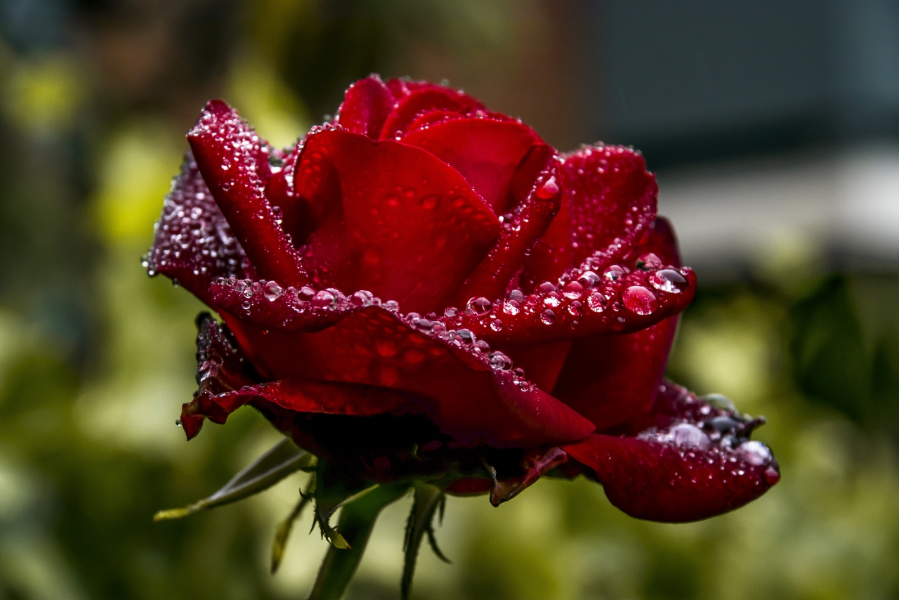 雨后丛林鲜艳娇嫩火红玫瑰水滴美景高清图片下载