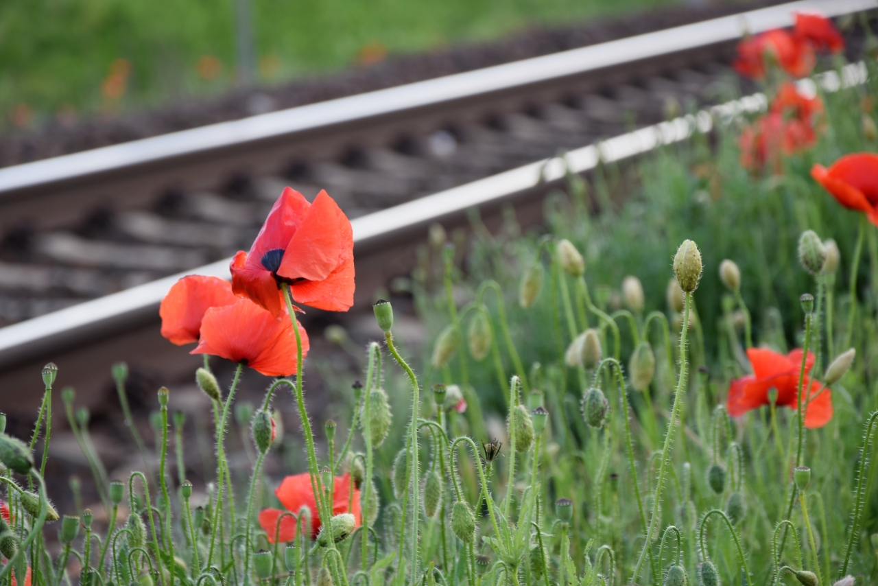 铁路<span style='color:red;'>轨道</span>边绿色草坪红色花朵植物高清图片下载