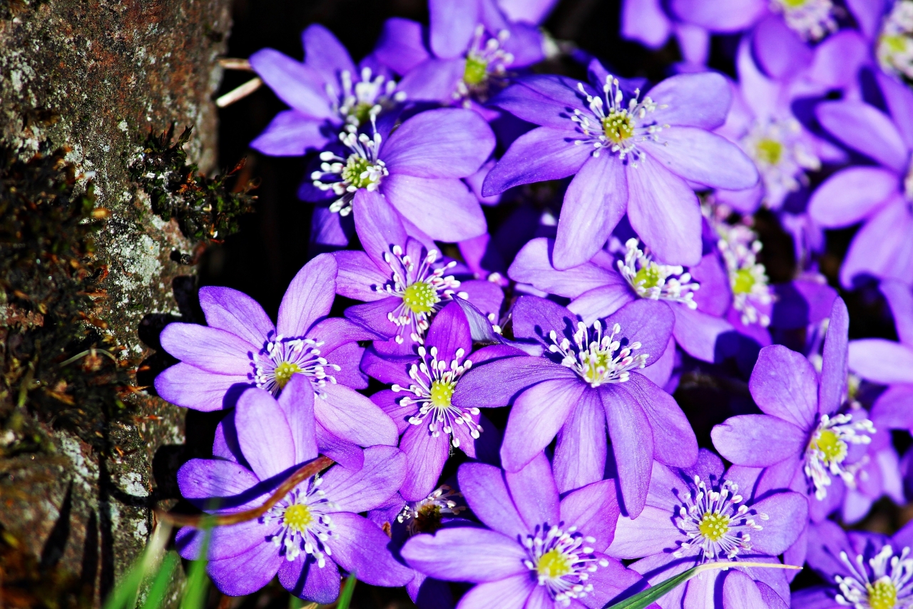 户外丛林光照树墩旁紫色鲜艳花朵植物高清图片下载