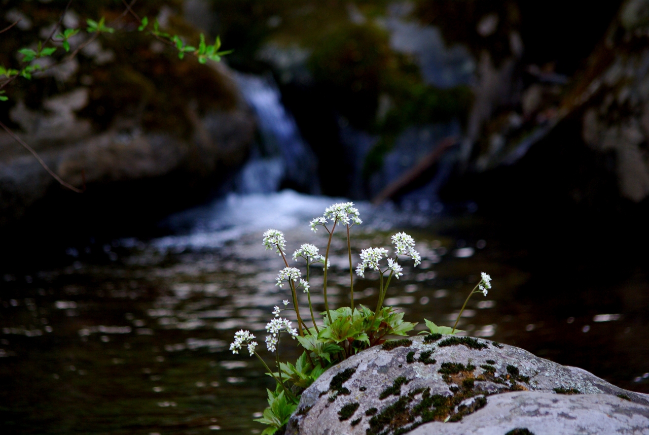清新山林小溪流生长洁白花朵植物高清图片下载