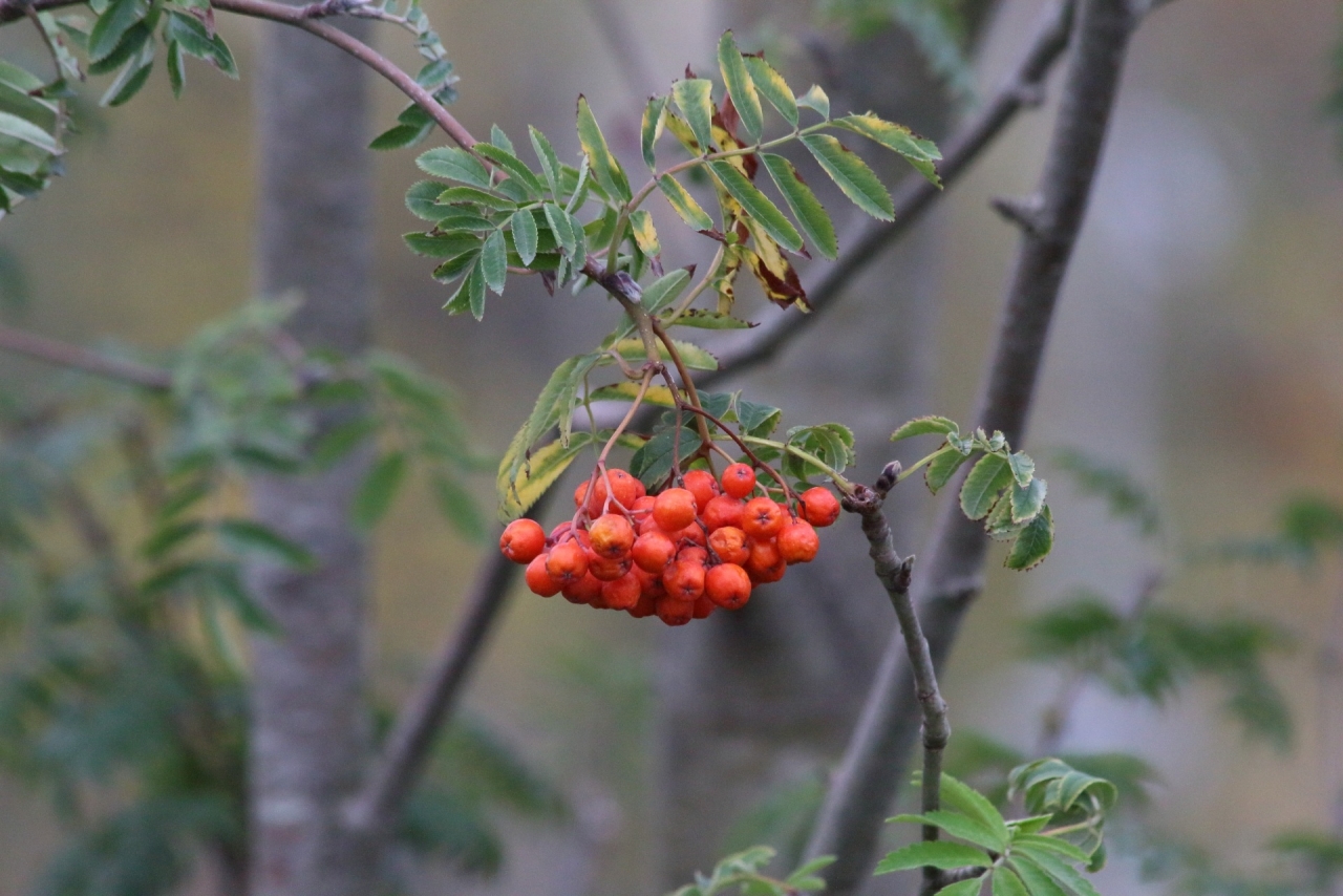 大自然丛林树枝悬挂鲜红色果子植物高清图片下载