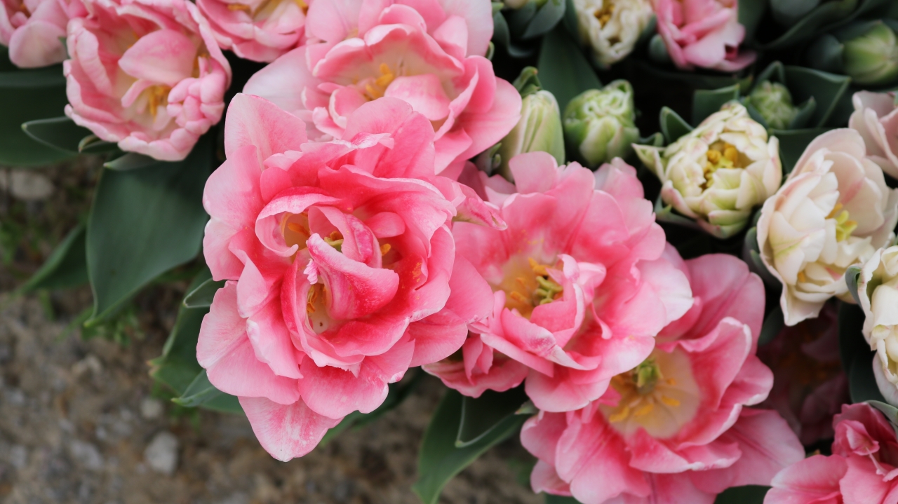 清晨沾满露水粉红色花朵植物特写高清图片下载