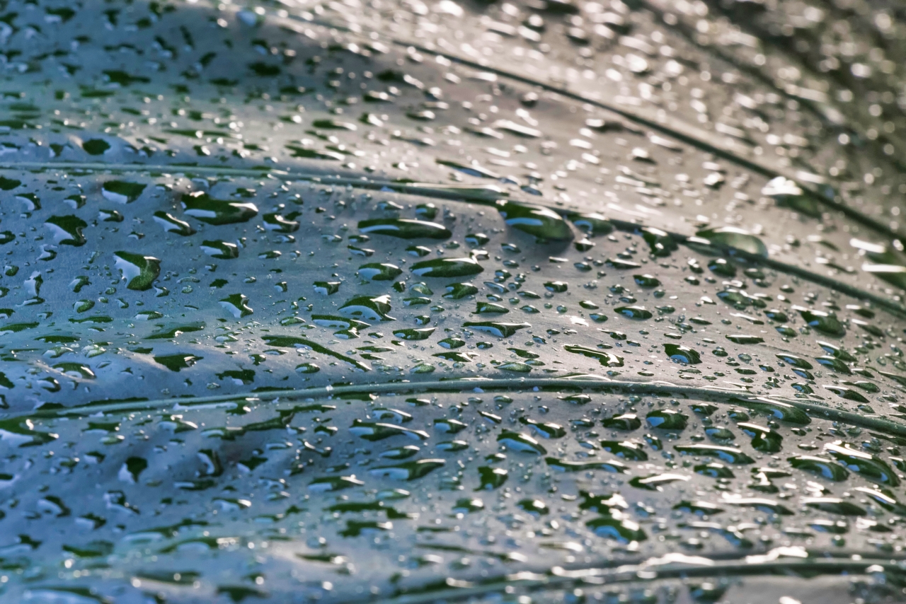 雨后树林宽大叶片流淌晶莹水滴高清图片下载