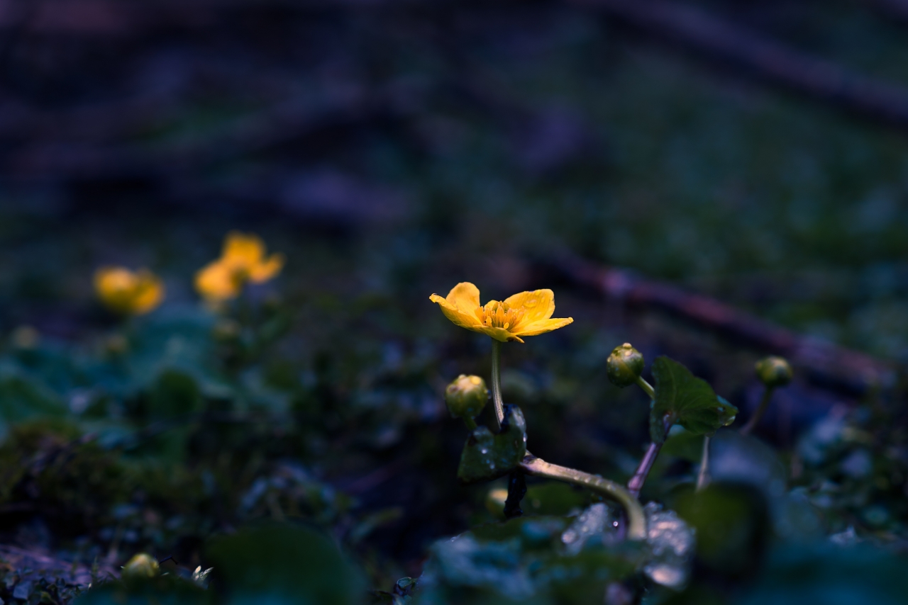 昏暗夜晚自然森林黄色花朵植物高清图片下载