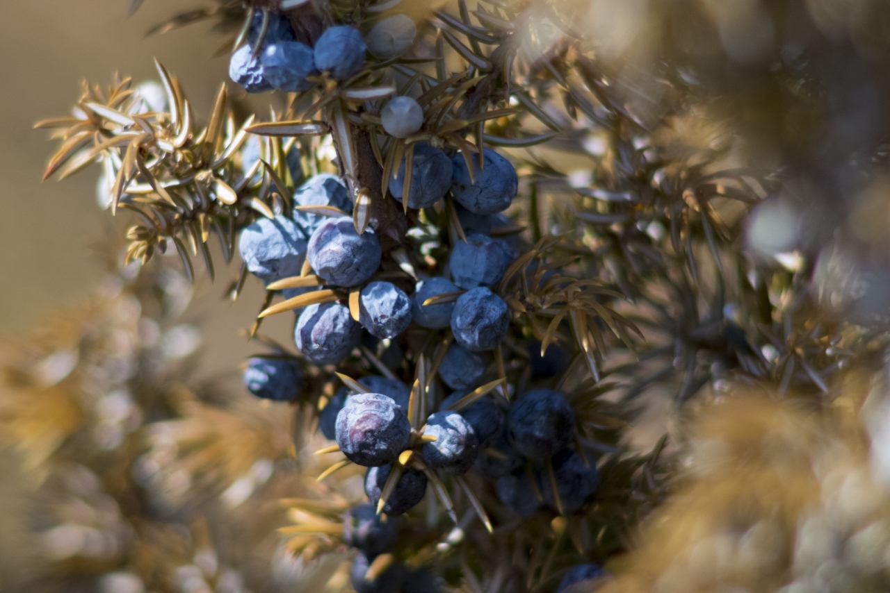 阳光户外树木树枝新鲜蓝莓果实高清图片下载