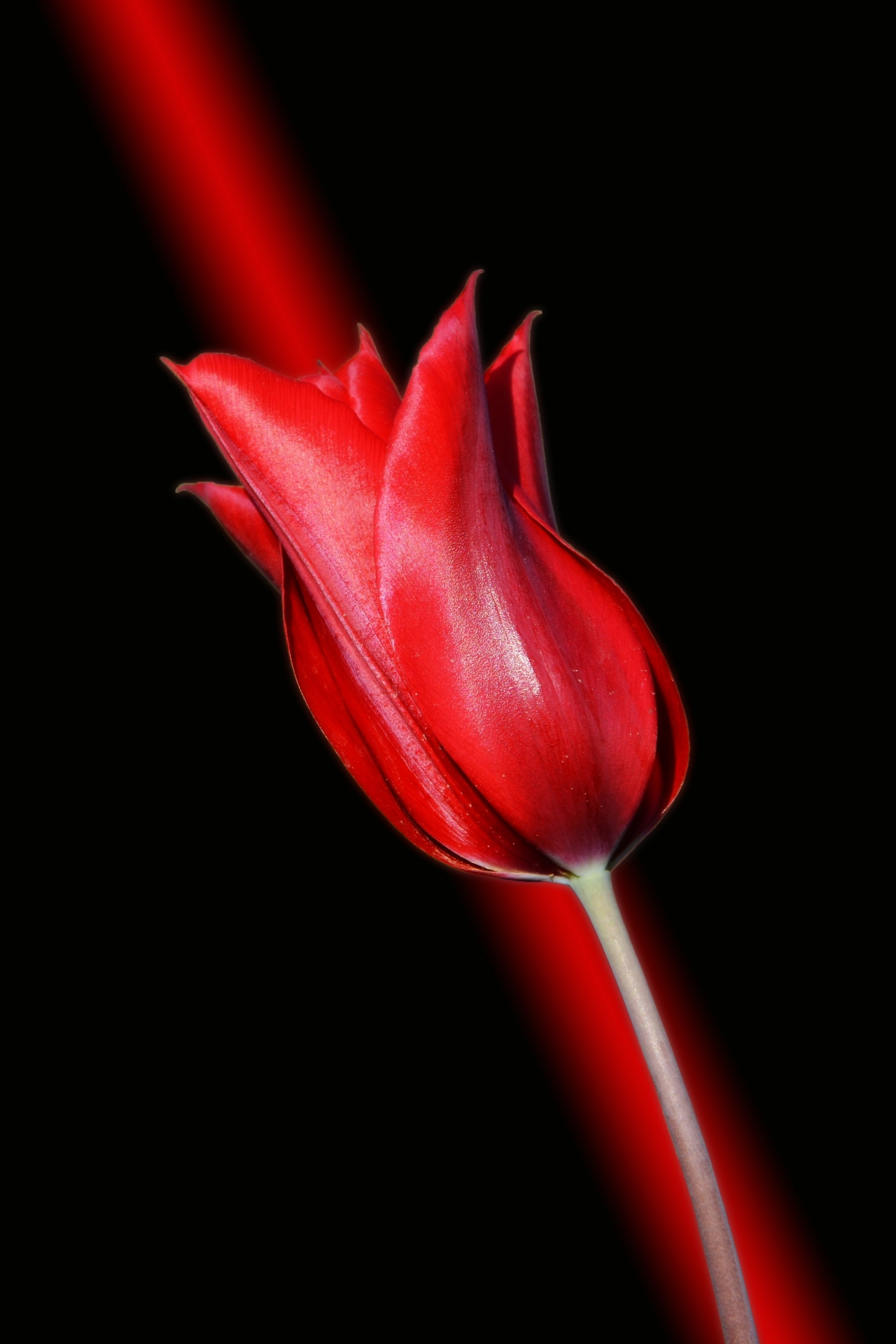 黑色背景<span style='color:red;'>鲜艳</span>自然红色花朵植物高清图片下载