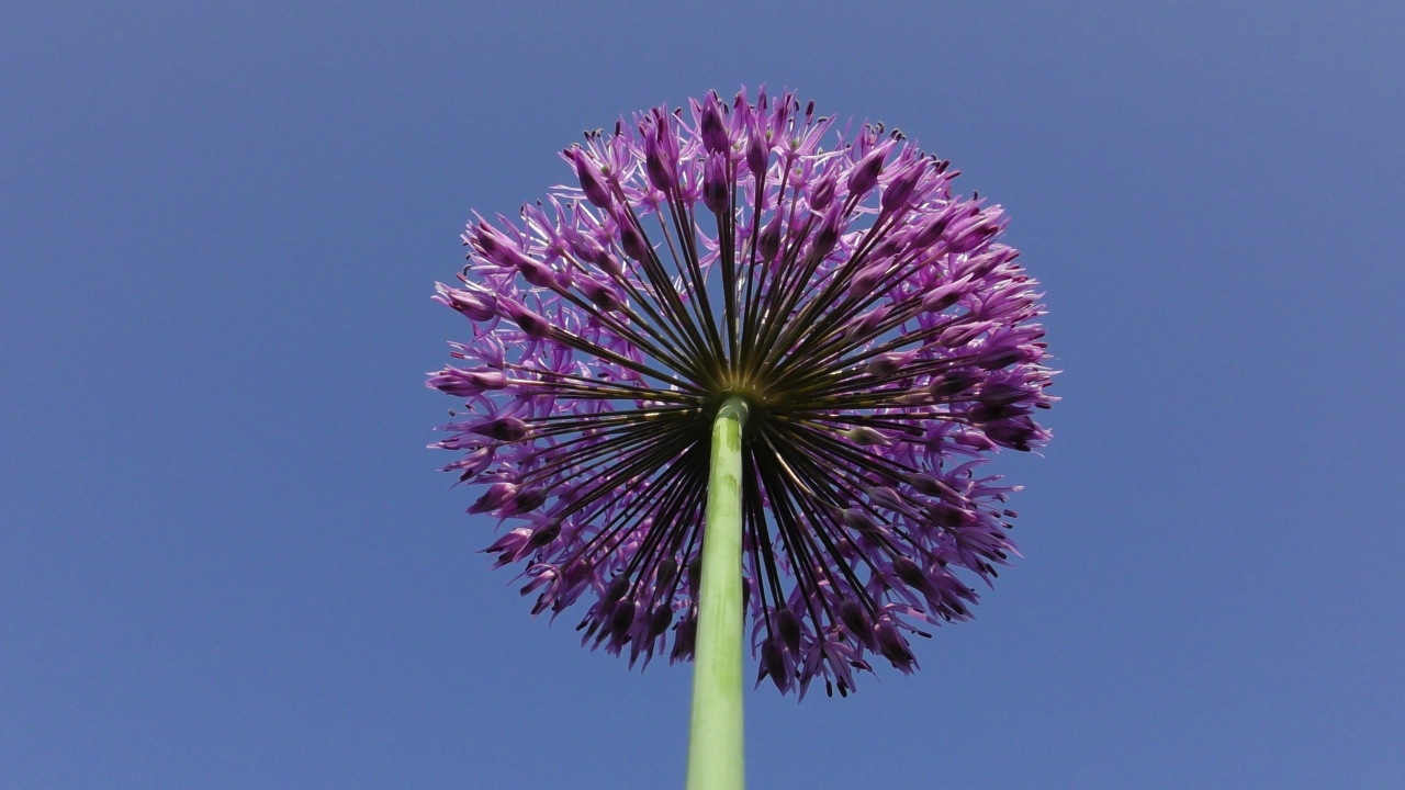 蓝色天空紫色花朵绿色枝干植物高清图片下载