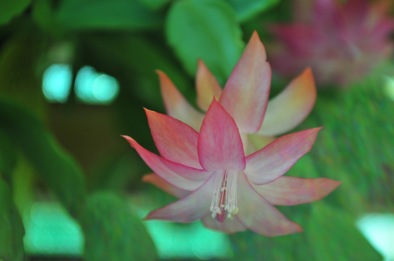 虚化背景自然绿色叶子植物粉色花朵高清图片下载