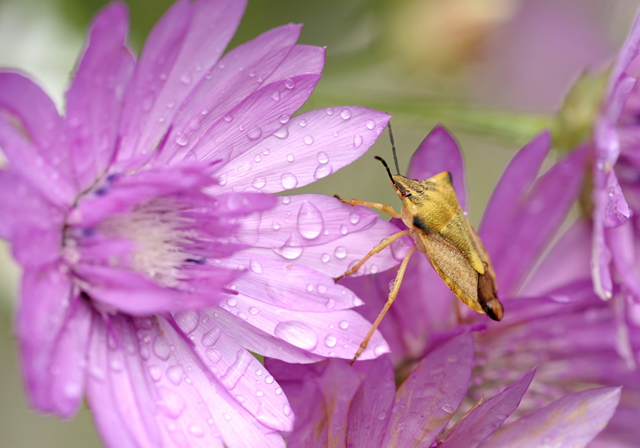 夏日雨季清新紫色花朵露水昆虫特写高清图片下载