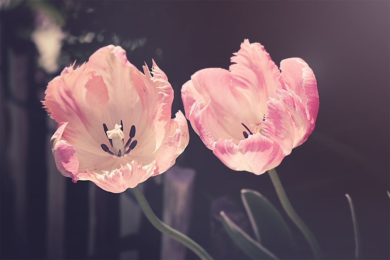 庭院盆栽中种植粉白色美丽花朵植物高清图片下载