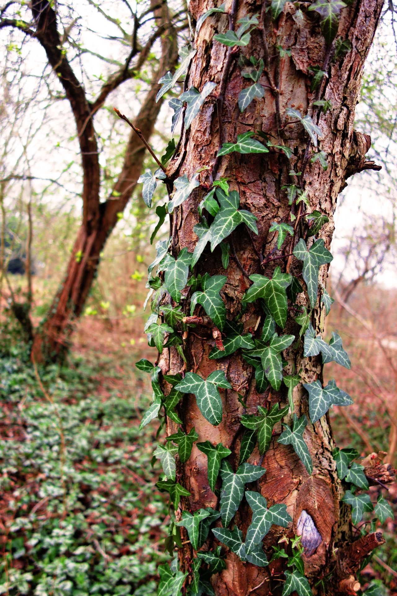 户外自然树木树干缠绕绿色藤蔓高清图片下载