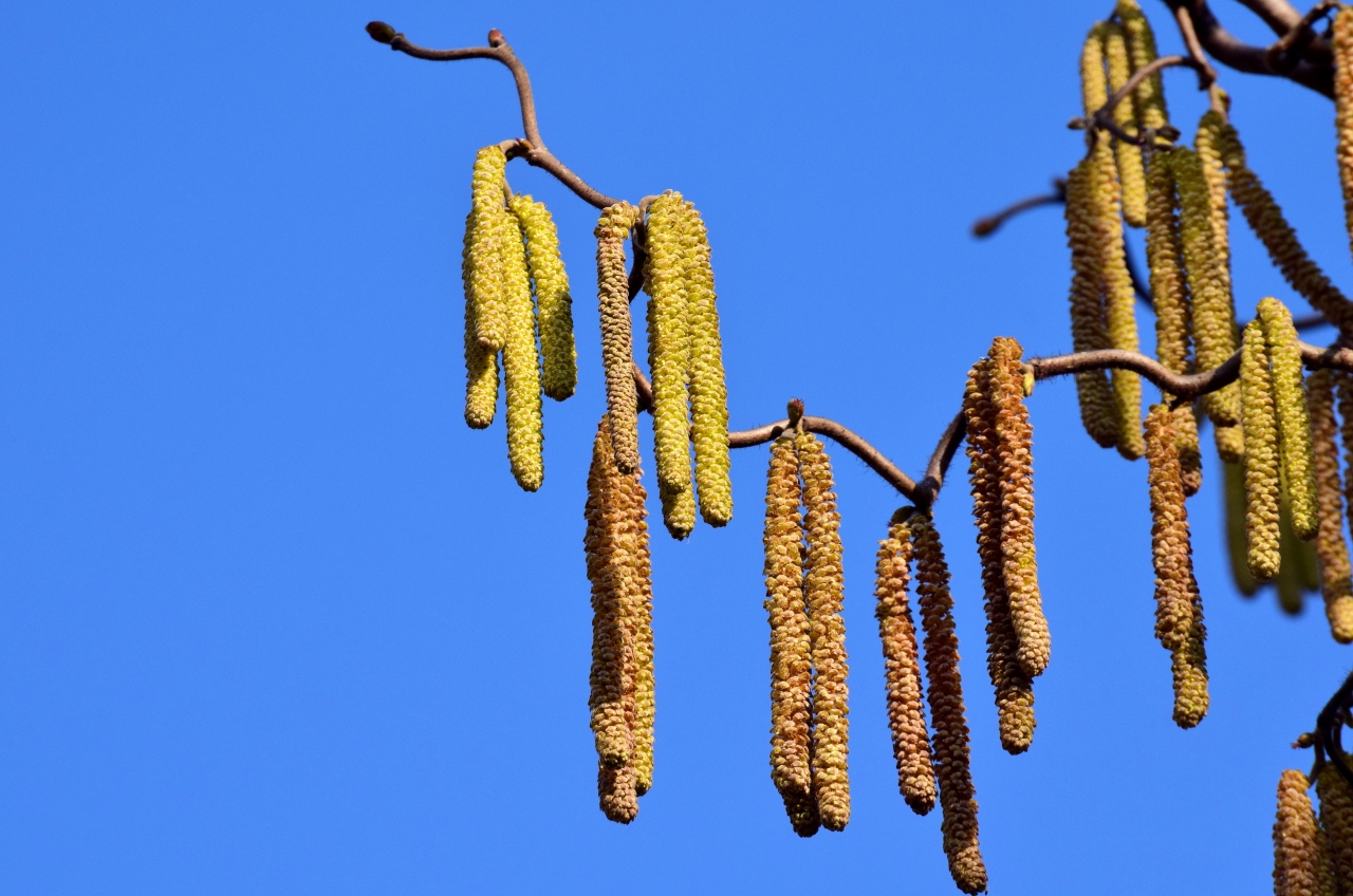 阳光蓝色天空树木树枝黄色果实高清图片下载