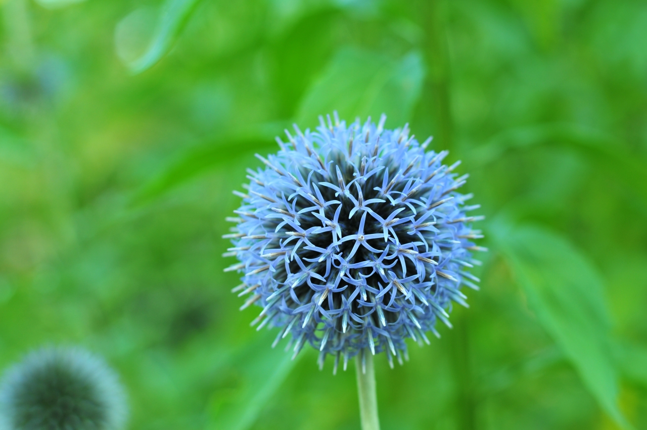 雨后草丛生长蓝色球状花朵植物高清图片下载
