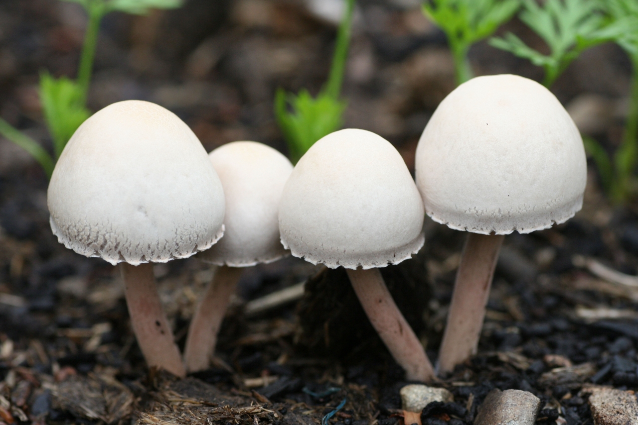 虚化背景自然户外土壤白色蘑菇植物高清图片下载