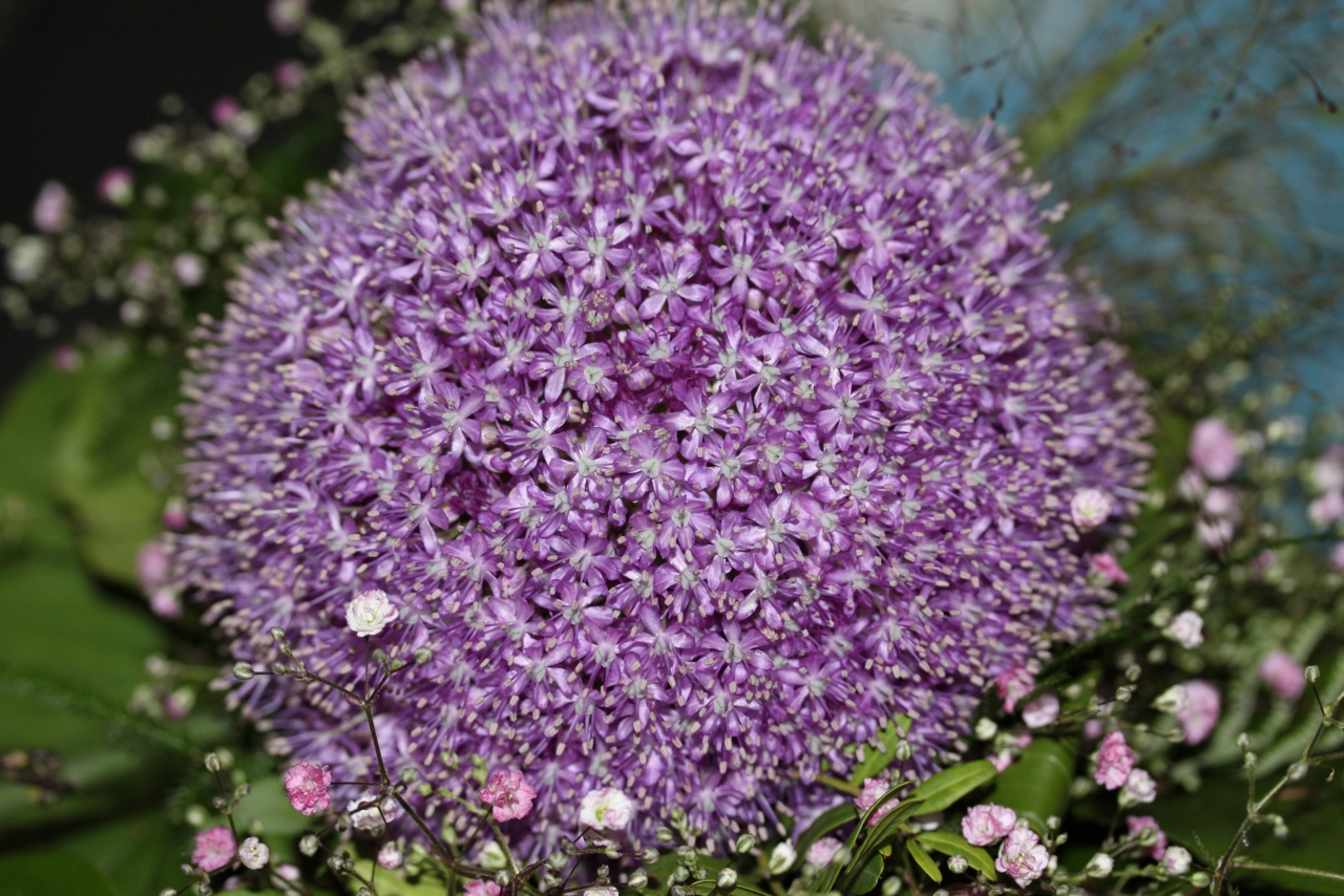 户外自然绿色叶子紫色花朵植物高清图片下载