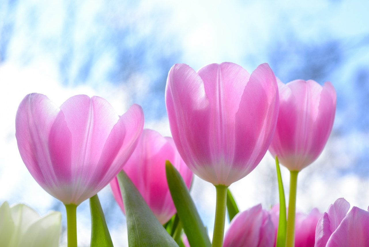 蓝色天空粉色花朵绿色枝叶郁金香植物高清图片下载