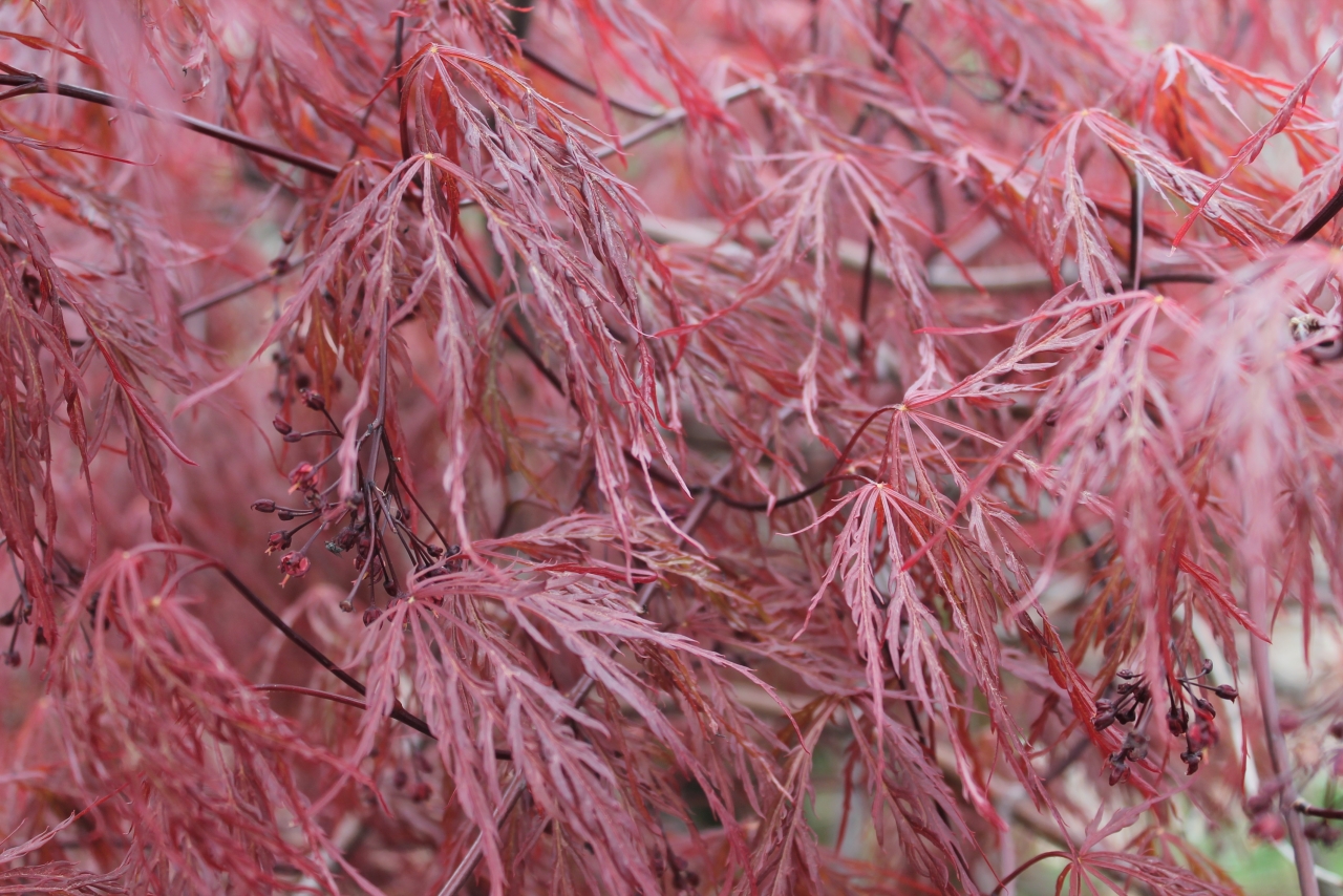 户外自然树木树枝清新红色叶子高清图片下载