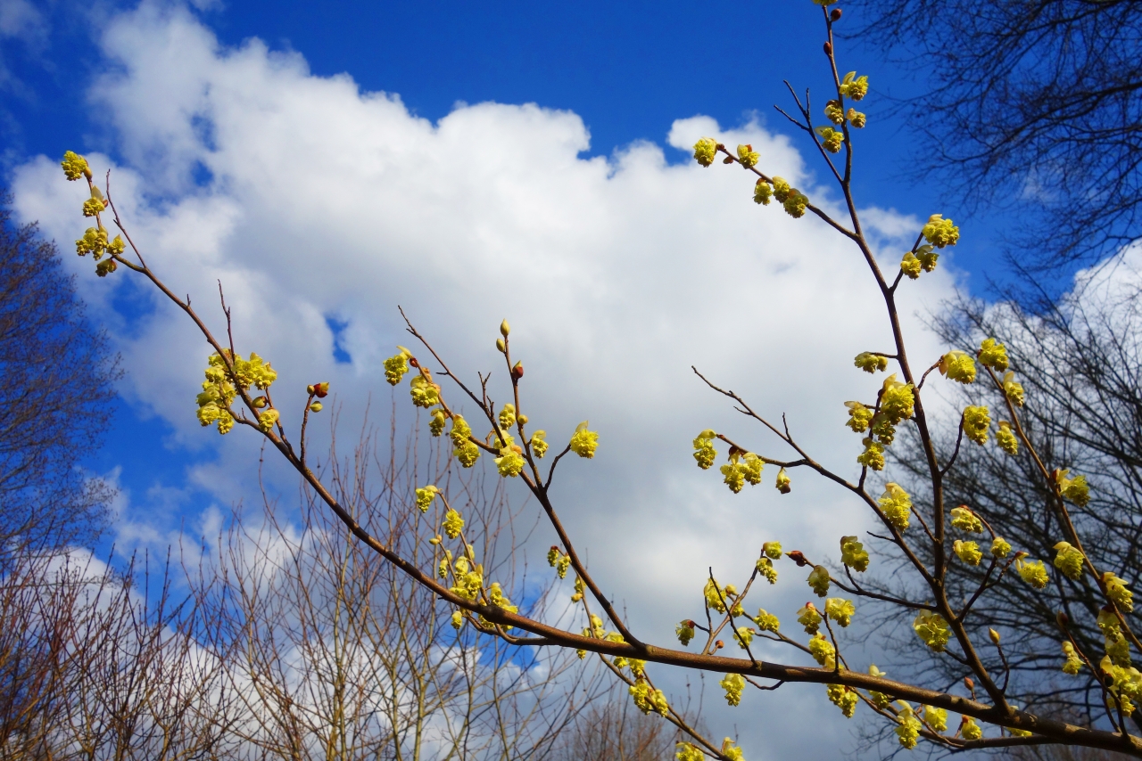 蓝天白云自然树木树枝黄色花朵高清图片下载