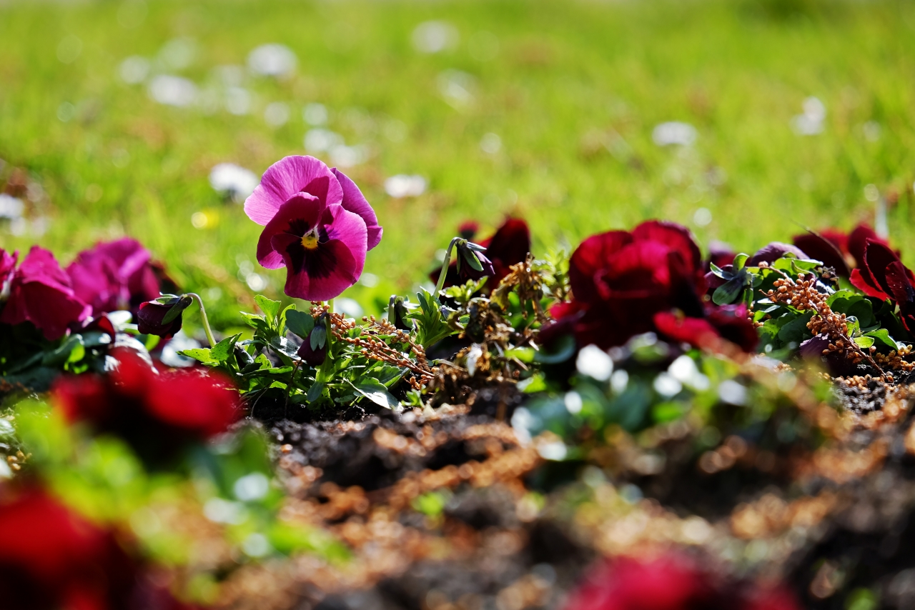 阳光自然草坪红色花朵浪漫植物高清图片下载