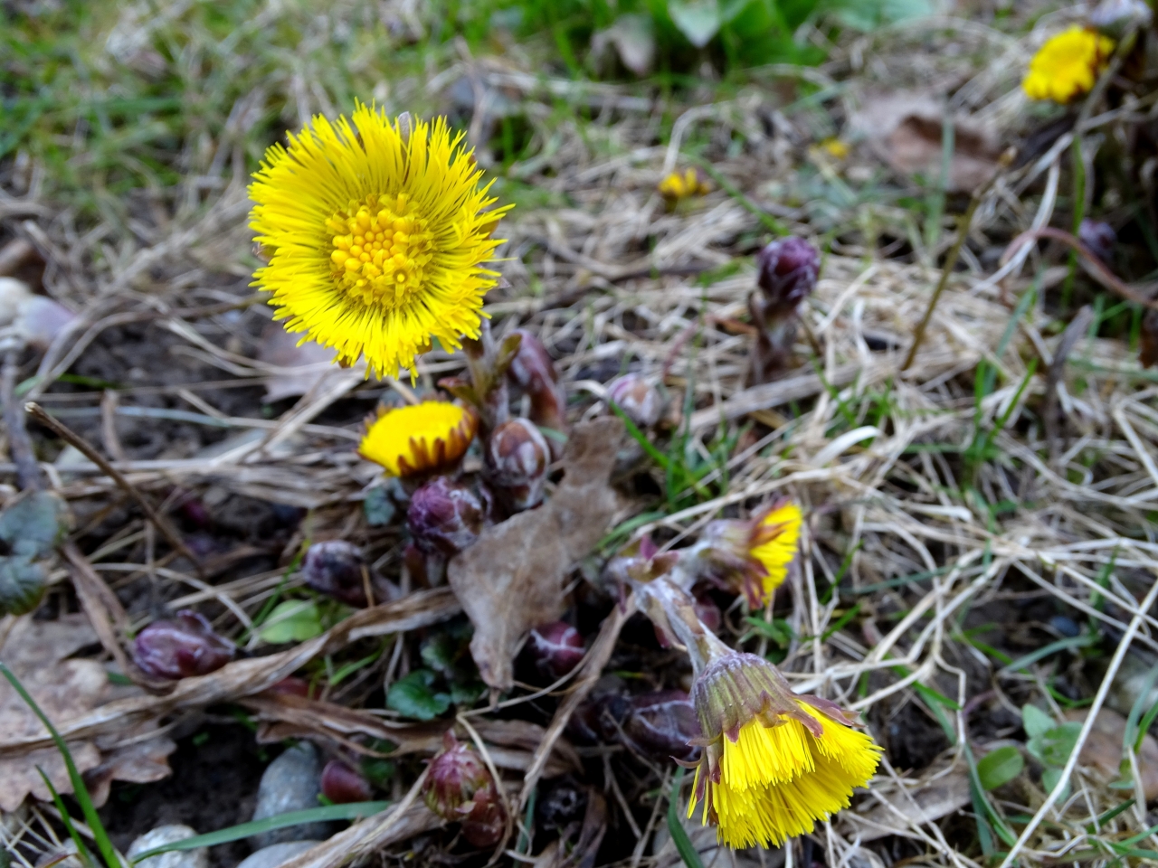 自然户外地面清新黄色花朵植物高清图片下载