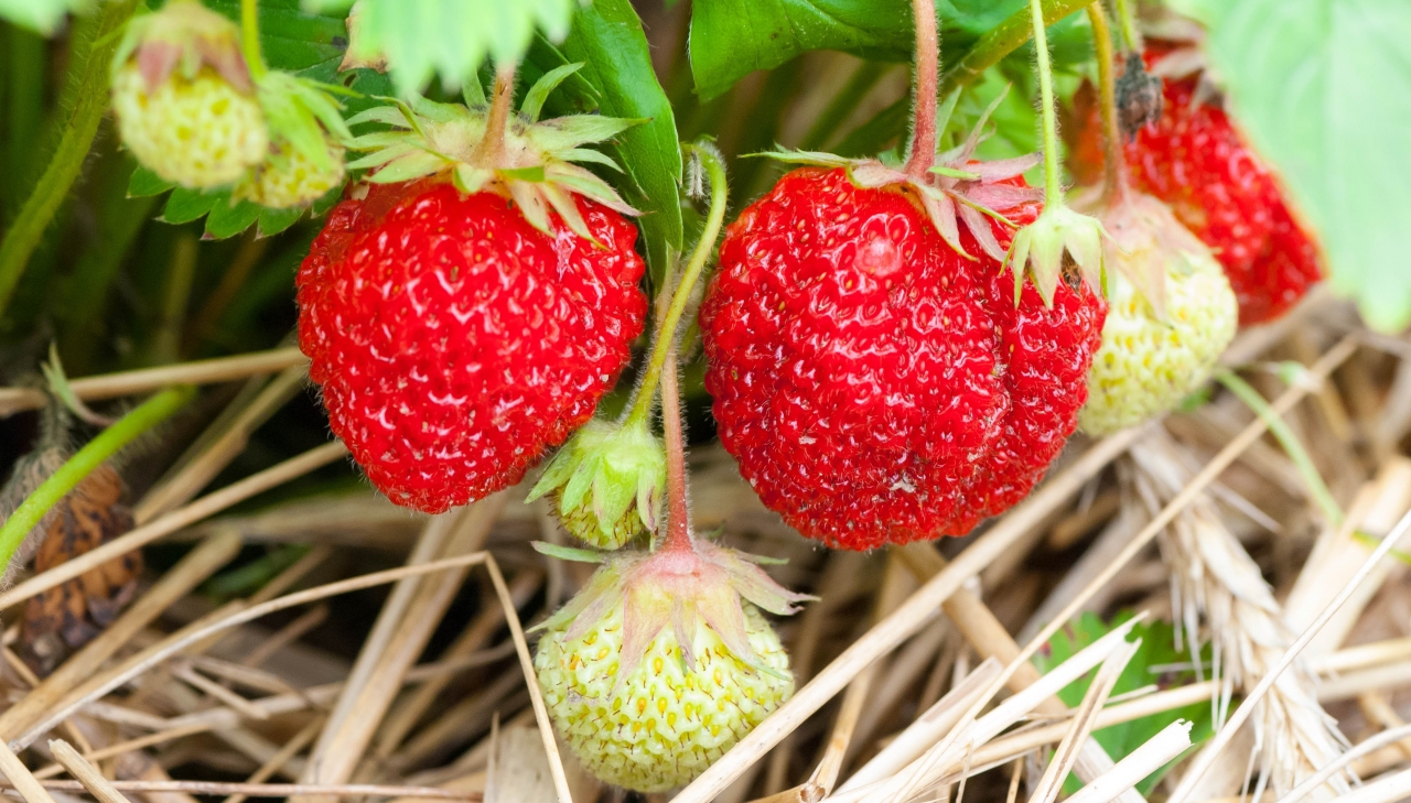 绿色藤蔓新鲜美味健康草莓<span style='color:red;'>果实</span>高清图片下载