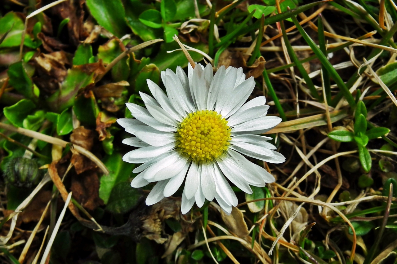 户外自然土壤间清新白色花朵植物高清图片下载