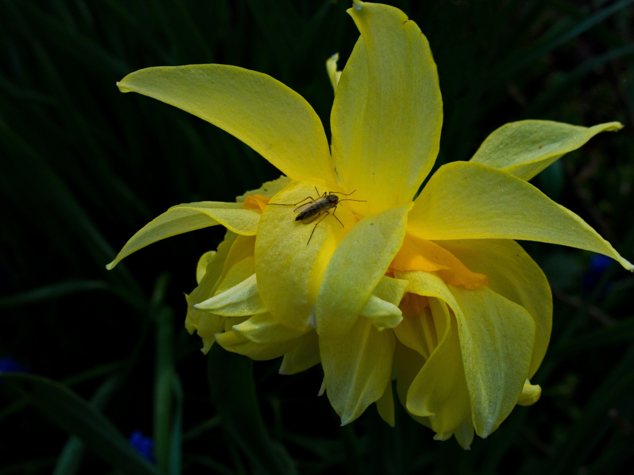 户外黄色花朵自然植物小巧昆虫高清图片下载