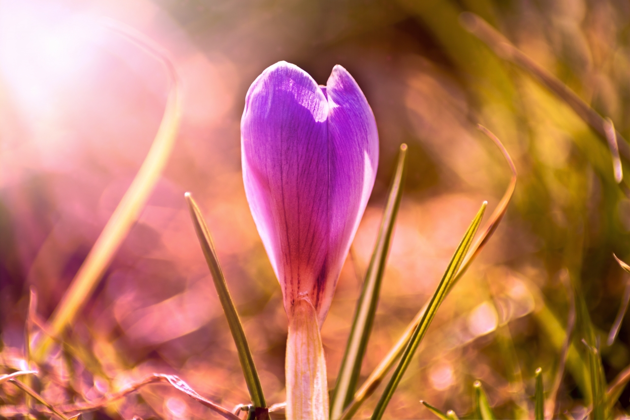 粉色滤镜阳光户外自然紫色花朵植物高清图片下载
