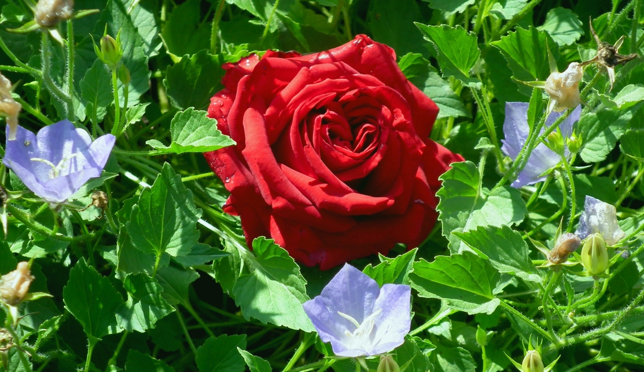 阳光户外自然红色花朵玫瑰植物高清图片下载