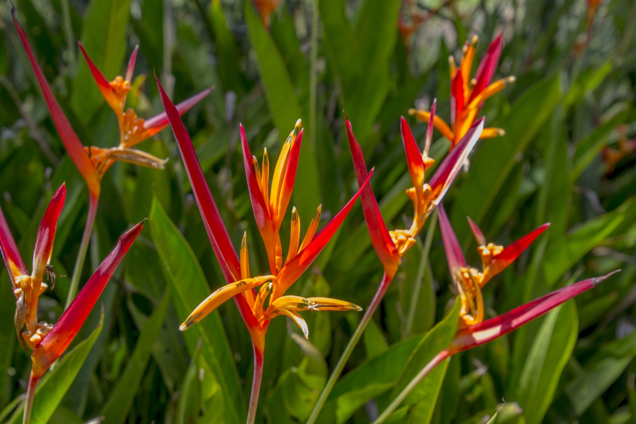 阳光户外自然<span style='color:red;'>绿色</span>叶子红色花朵植物高清图片下载