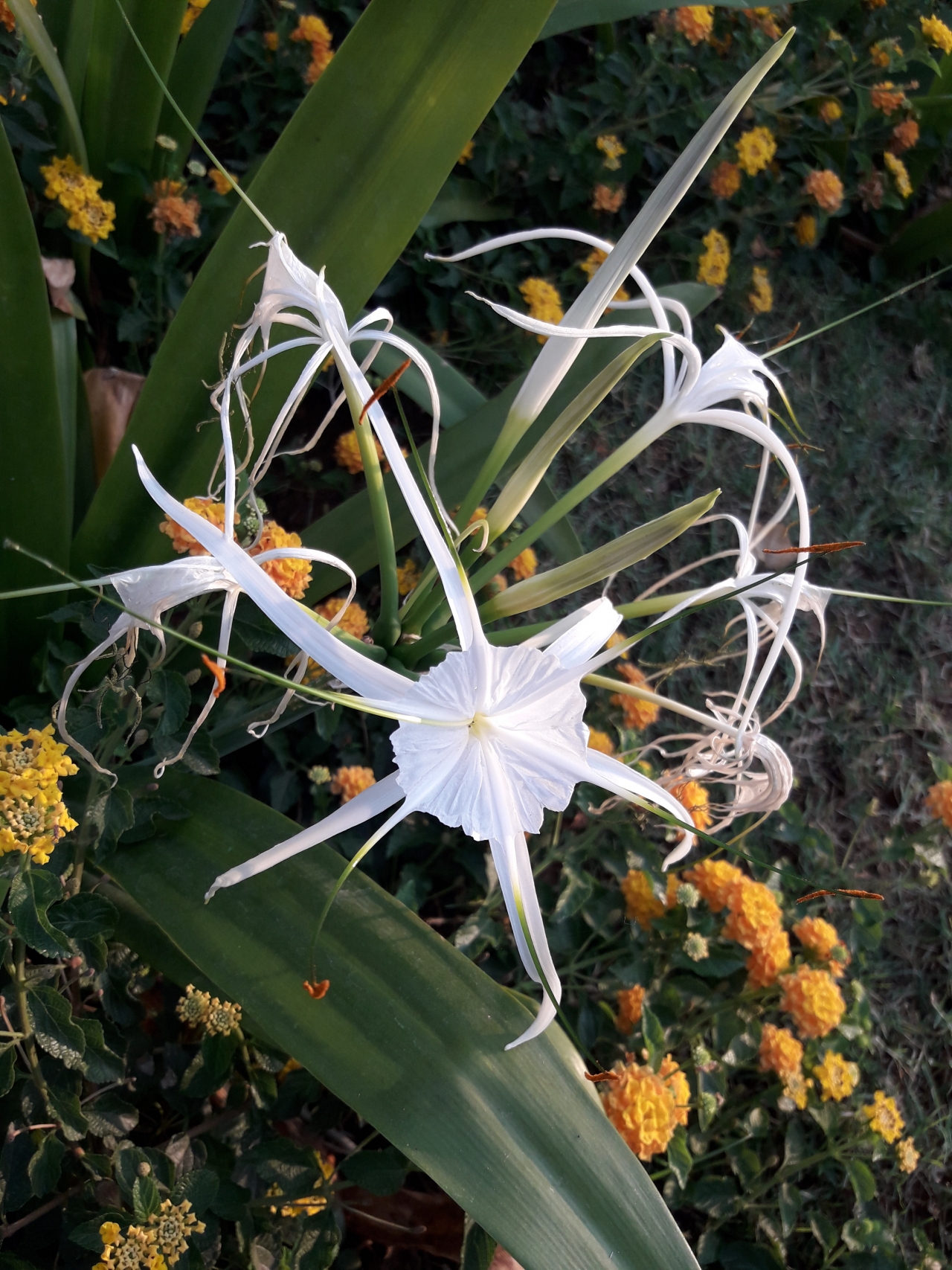 户外自然绿色叶子白色花朵奇特植物高清图片下载
