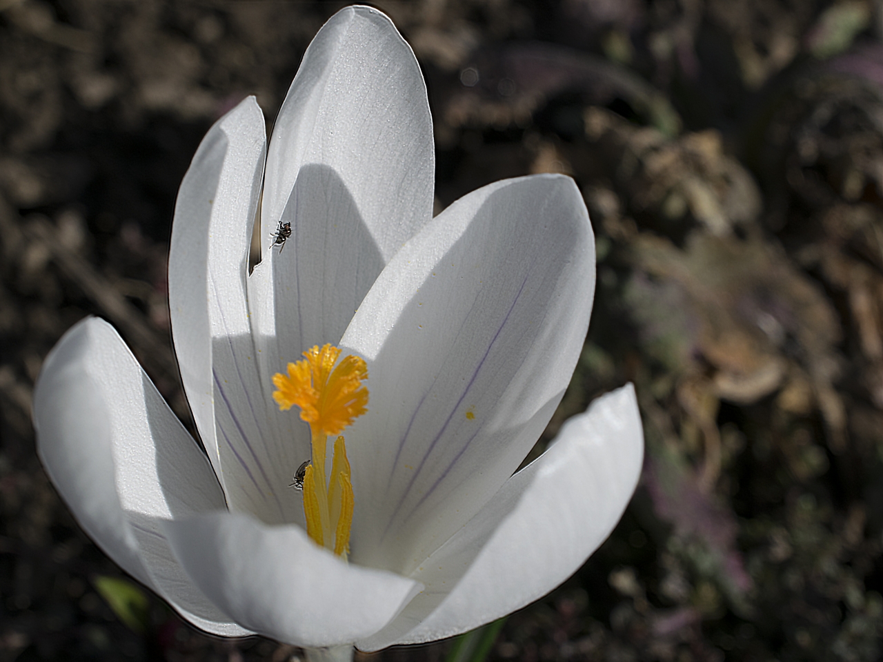 户外自然白色花朵黄色花蕊植物高清图片下载