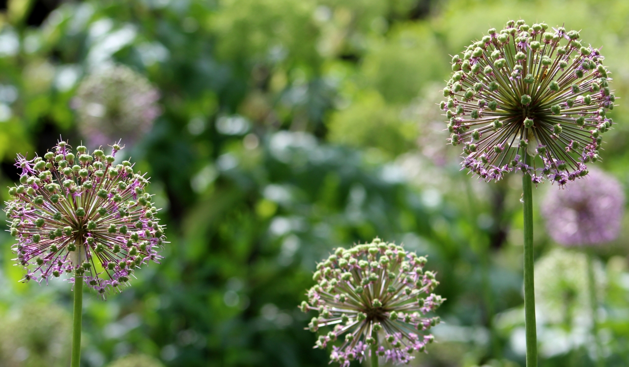 阳光户外自然绿色枝干紫色花朵植物高清图片下载