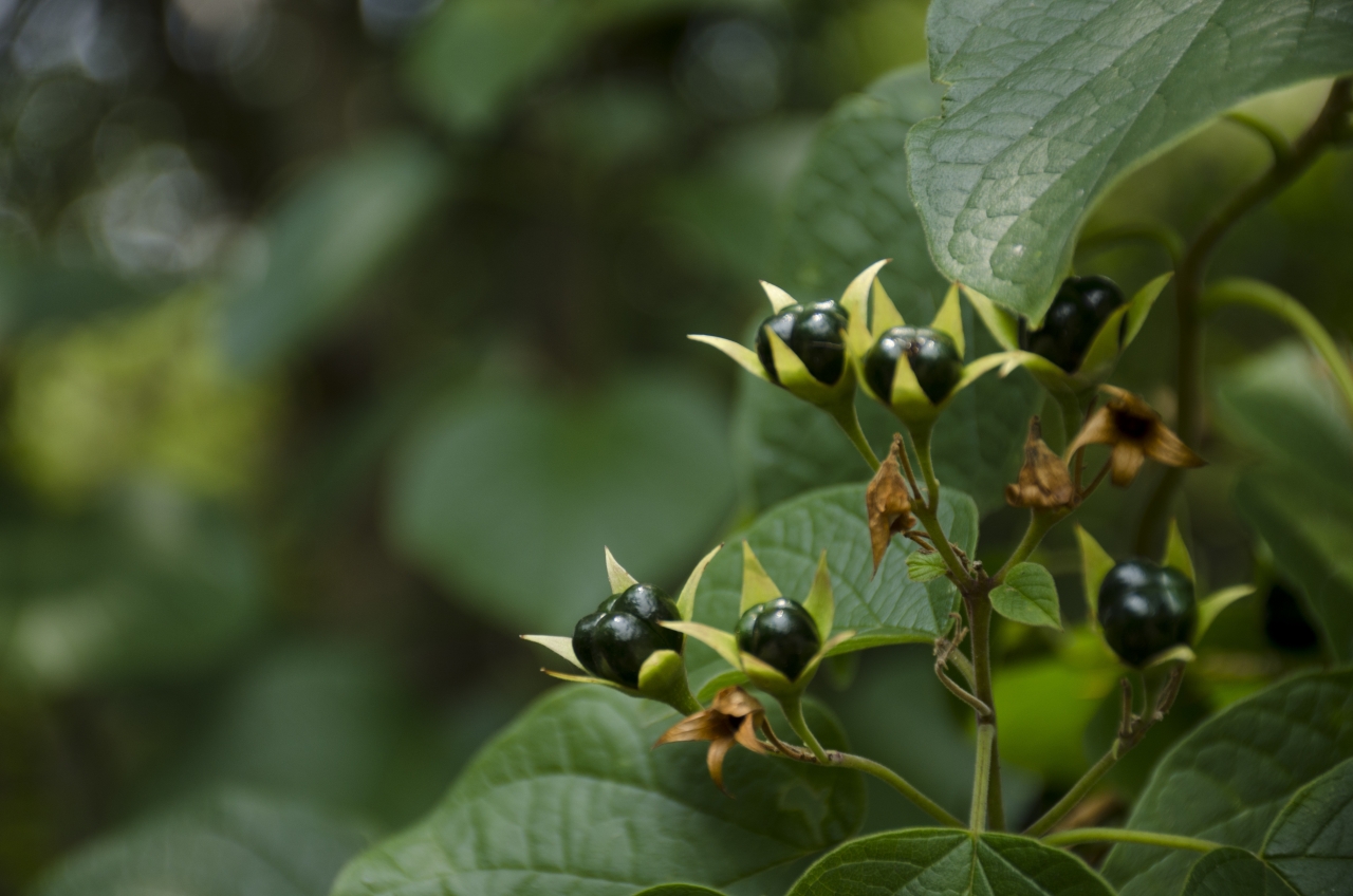 自然户外绿色叶子植物黑色果实高清图片下载