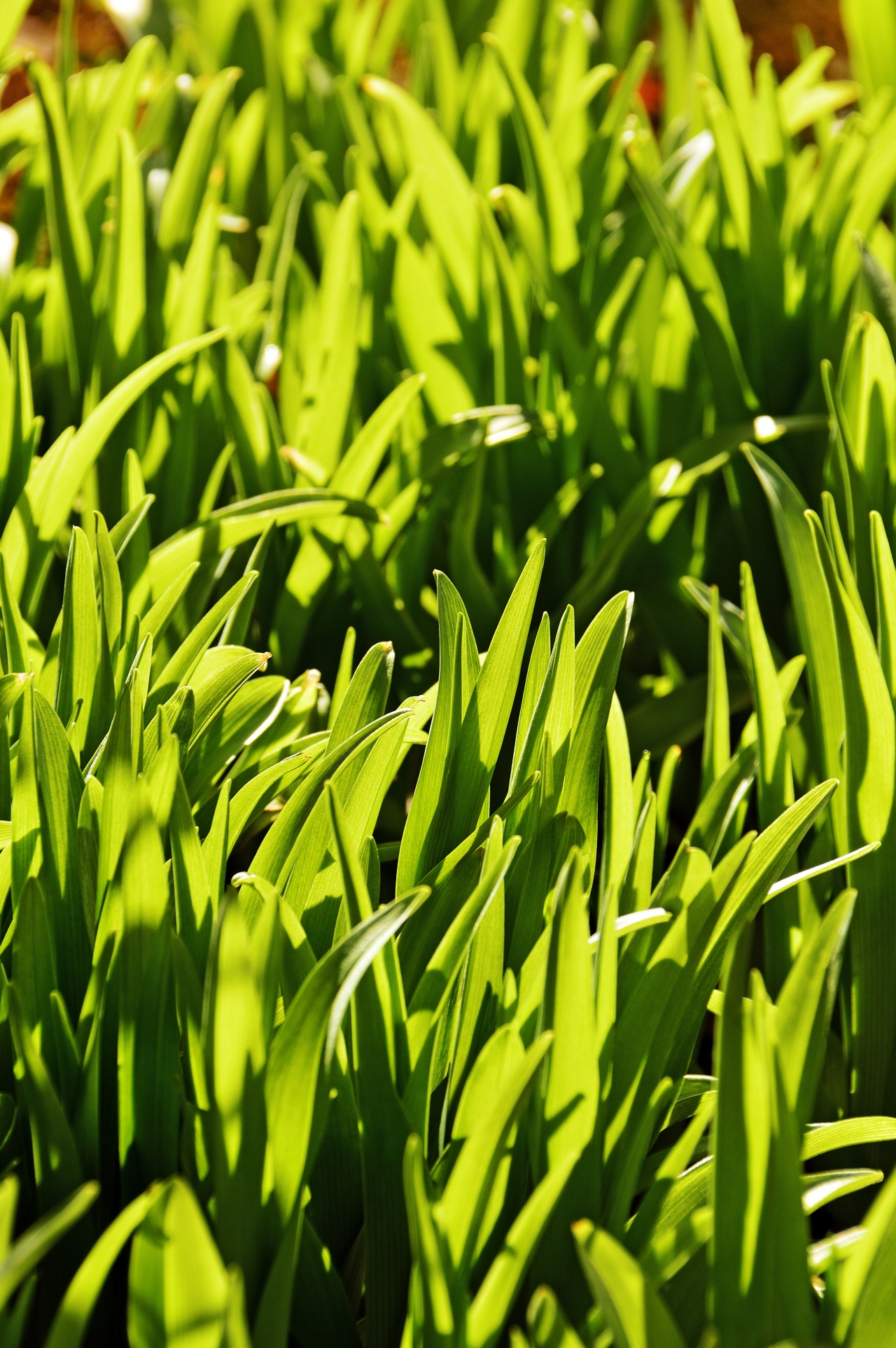 阳光户外自然绿色叶子植物草坪高清图片下载