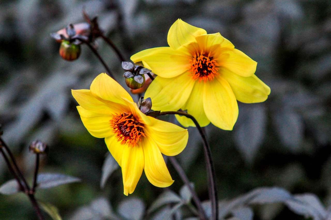 户外自然黄色花朵绿色枝叶植物高清图片下载