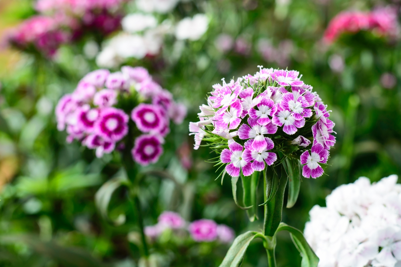 户外自然紫色花朵绿色叶子植物花丛高清图片下载