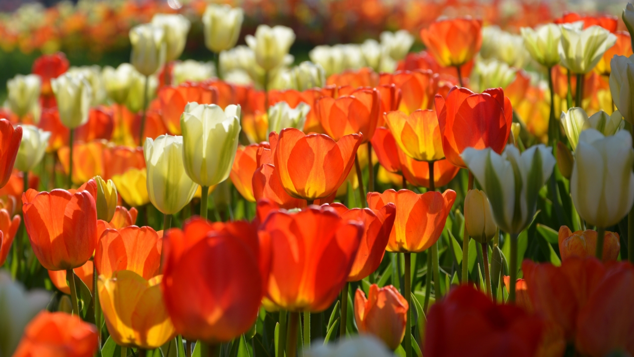 阳光户外自然白色<span style='color:red;'>橙色</span>花朵植物花丛高清图片下载