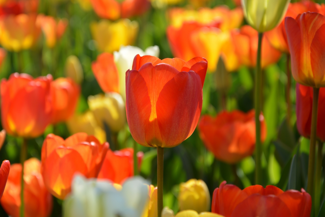 阳光户外自然橙色白色花朵郁金香花丛高清图片下载