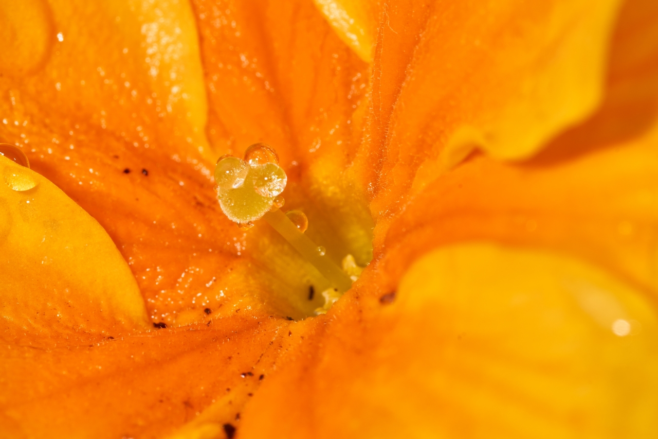 微距自然植物橙色花朵内透明水珠高清图片下载
