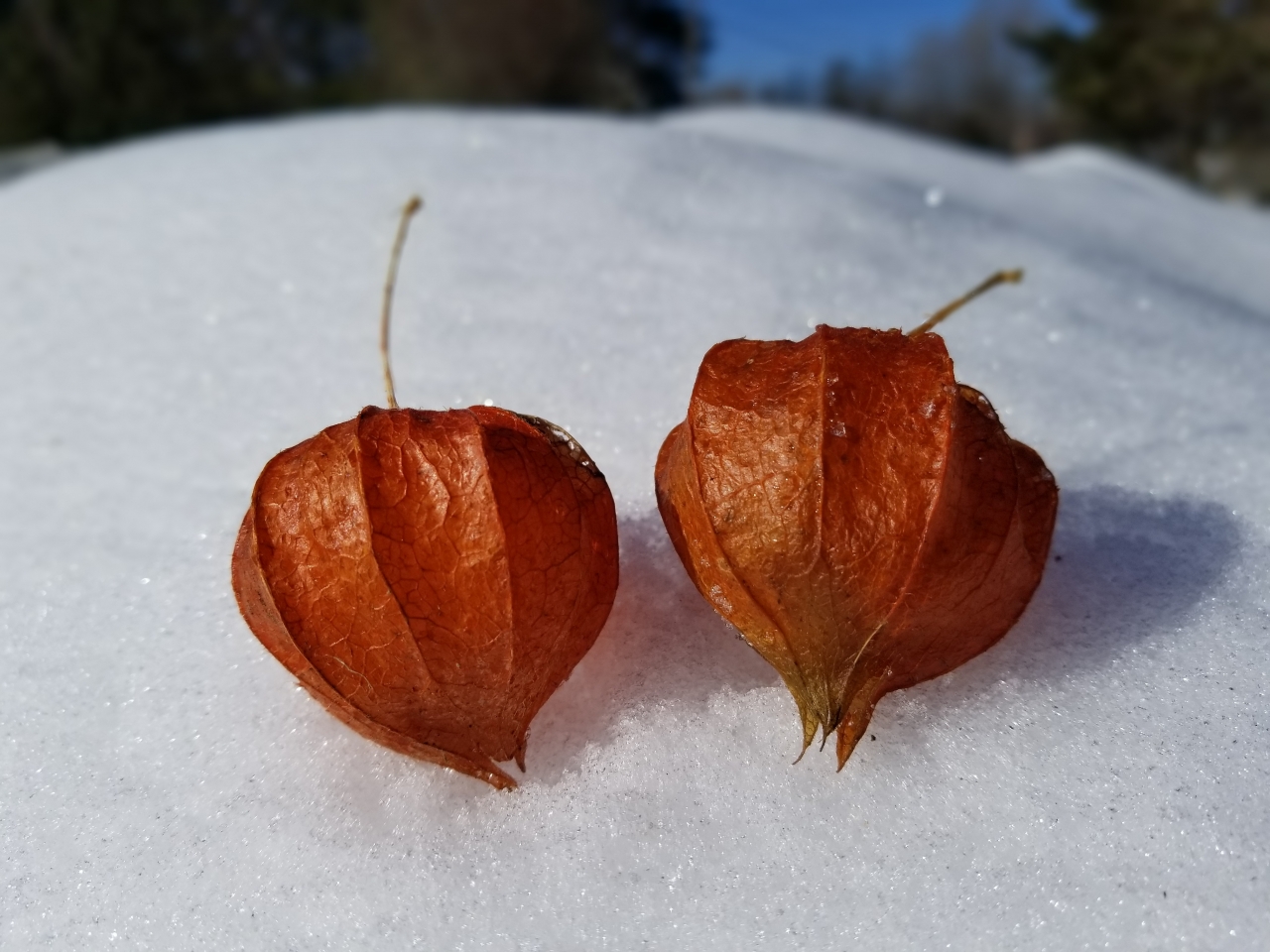 户外雪后地面橙色新鲜灯笼果果实高清图片下载