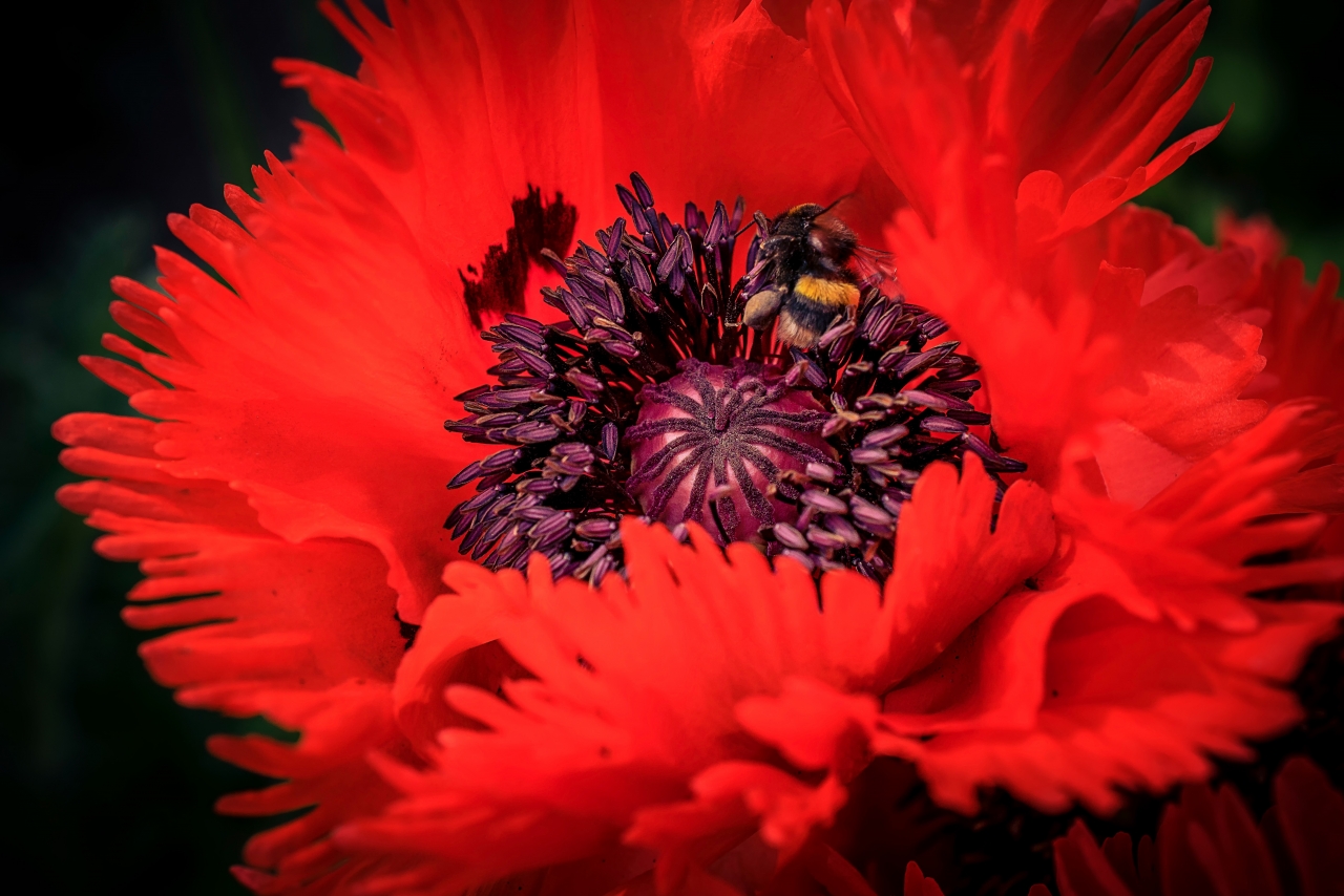 黑色背景绽放自然红色花朵植物高清图片下载