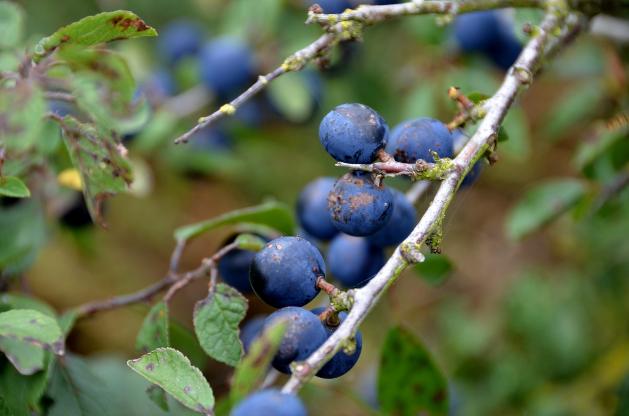 蓝莓树果园饱满蓝莓微距特写高清图片下载