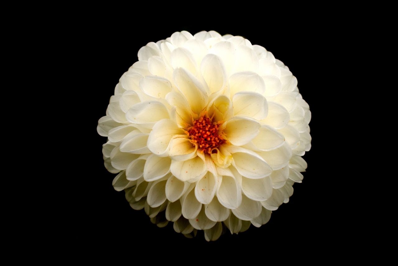 黑色背景白色花朵橙色花蕊清新植物高清图片下载